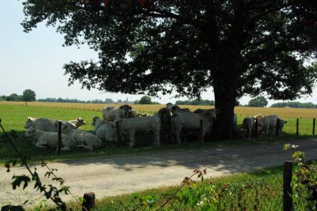 vaches.jpg