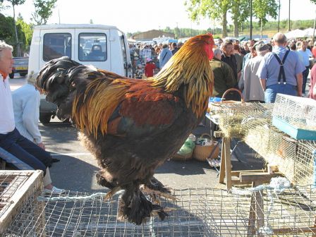 alentours_poule.jpg